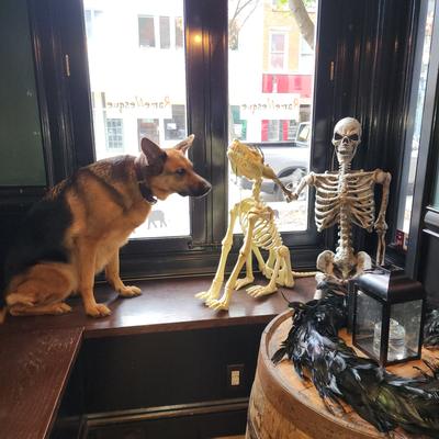 German Shepherd sitting in the front window next to Halloween skeleton decorations